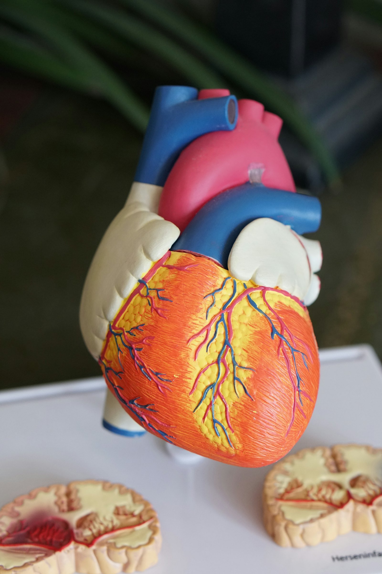 2D Echo Cardiography